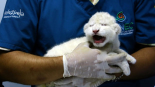 Leões brancos nascem em zoológico venezuelano, uma esperança para esta subespécie rara