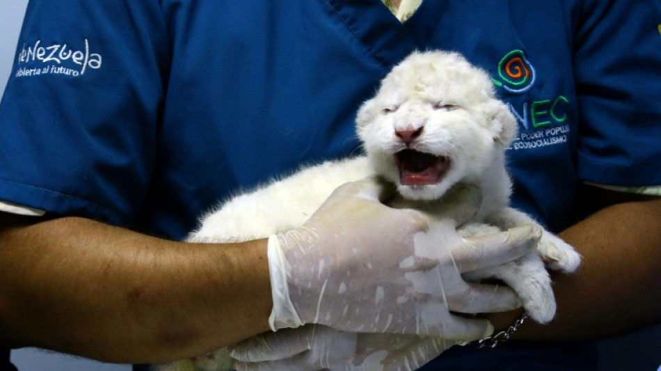 Venezuela zoo welcomes three white lion cubs