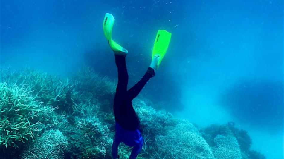 La Gran Barrera de Coral ve un frágil resurgir de su arrecife