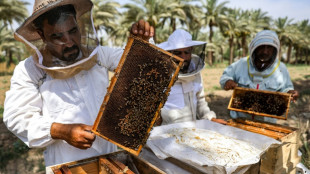 Abejas de Irak luchan contra la sequía para producir su miel