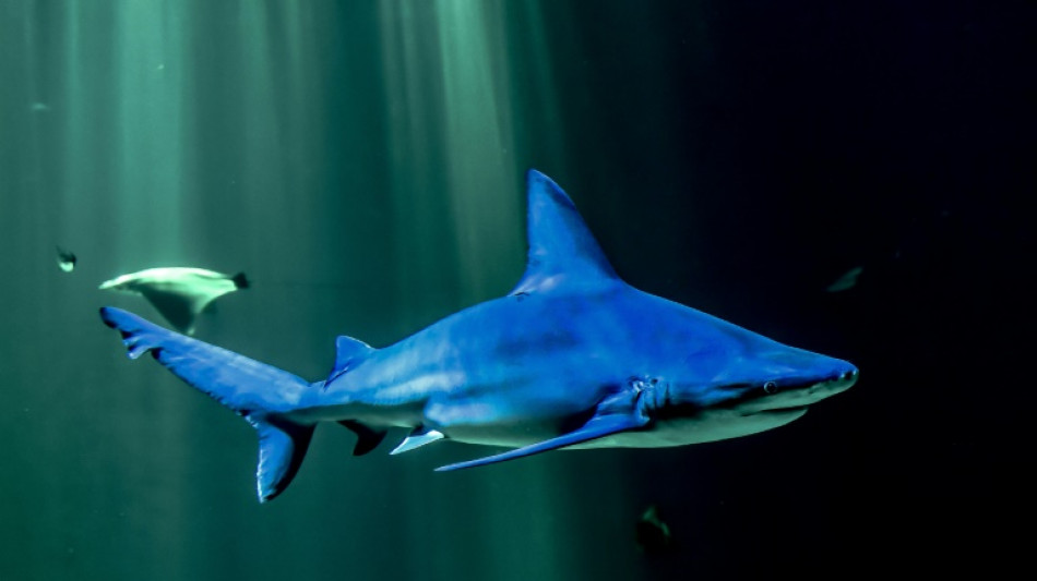 Overfishing pushes reef sharks toward extinction: study