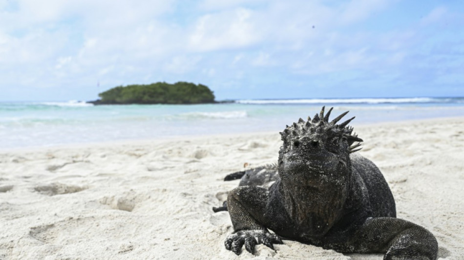 El Nino spells trouble for vulnerable Galapagos iguana