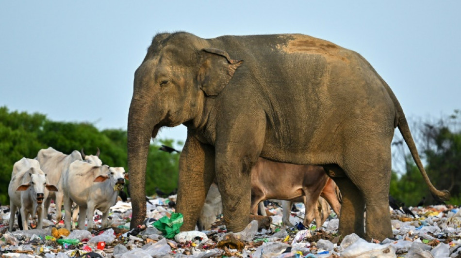 Muerte de elefantes alerta sobre problemas de desechos plásticos en Sri Lanka