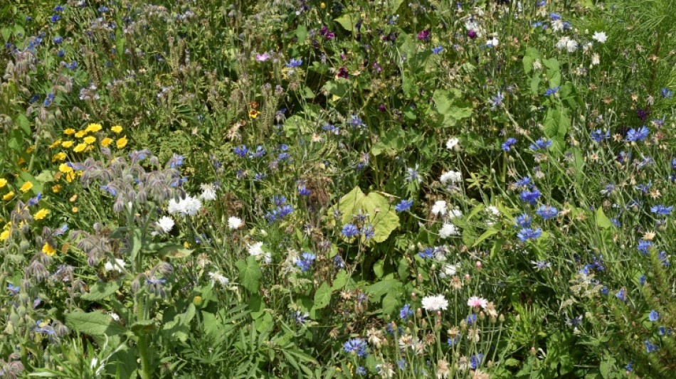 Pour préserver la biodiversité et face au changement climatique, à chacun de cultiver son jardin