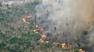 Un grupo de 17 países pide a la UE más diálogo ante las preocupaciones por la ley antideforestación