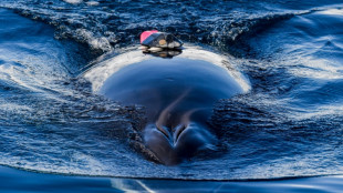 Norway study highlights whale excrement's role in ecosystem