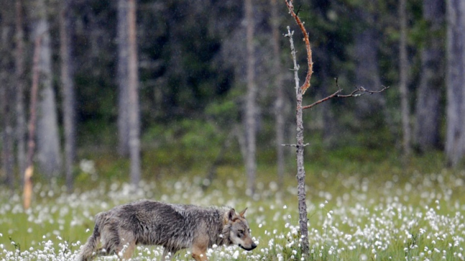 EU chief warns wolf packs 'real danger' in Europe