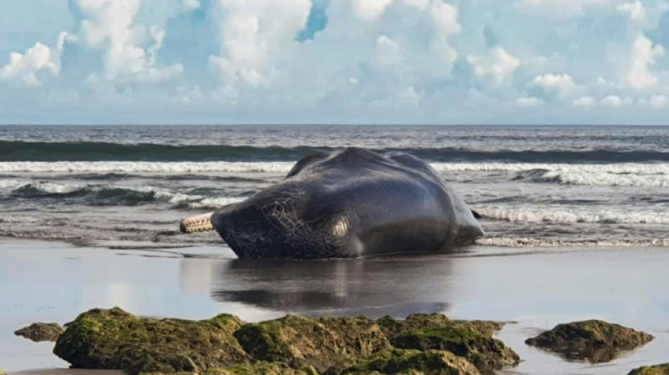 Hallado muerto un tercer cetáceo varado en una playa de Bali