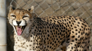 Iran fears for health of rare cheetah cub