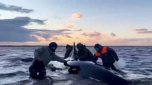 Rescatistas rusos luchan por salvar a cuatro orcas varadas en Rusia