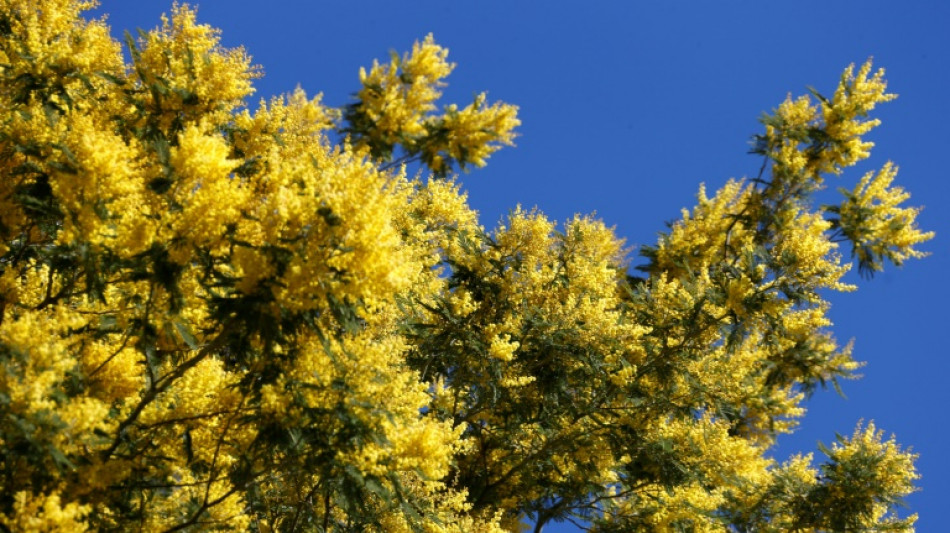 La mimosa, atracción turística pero potencial peligro para la Costa Azul francesa