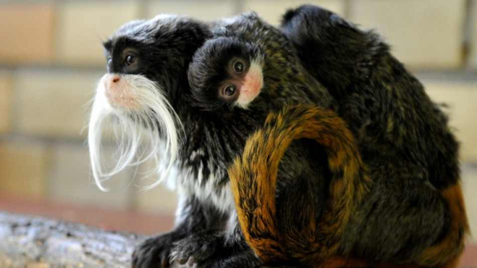 In new jolt to Dallas Zoo, two tamarin monkeys go missing