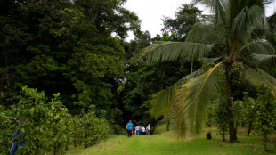 Les crédits carbone, un outil controversé pour lutter contre la déforestation