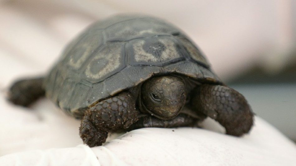 Naissance d'une tortue des Galapagos à Ajaccio, une première en France