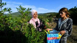 Mujeres recolectoras de plantas aromáticas lidian con la sequía en Túnez