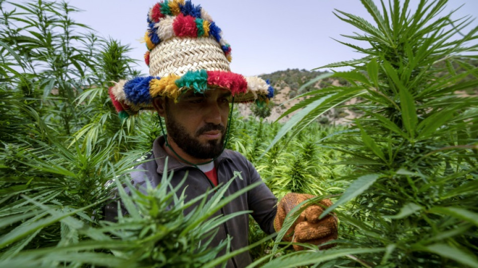 In Morocco, cannabis growers come 'out of the shadows'