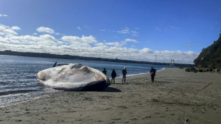 Une baleine bleue s'échoue sur une plage du Chili