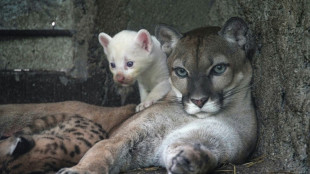 Naissance d'un rare puma albinos dans un zoo du Nicaragua