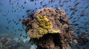 'It just dies': Yellow-band disease ravages Thailand's coral reefs