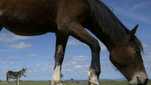 Uruguai relata primeiro caso de encefalomielite equina em um ser humano