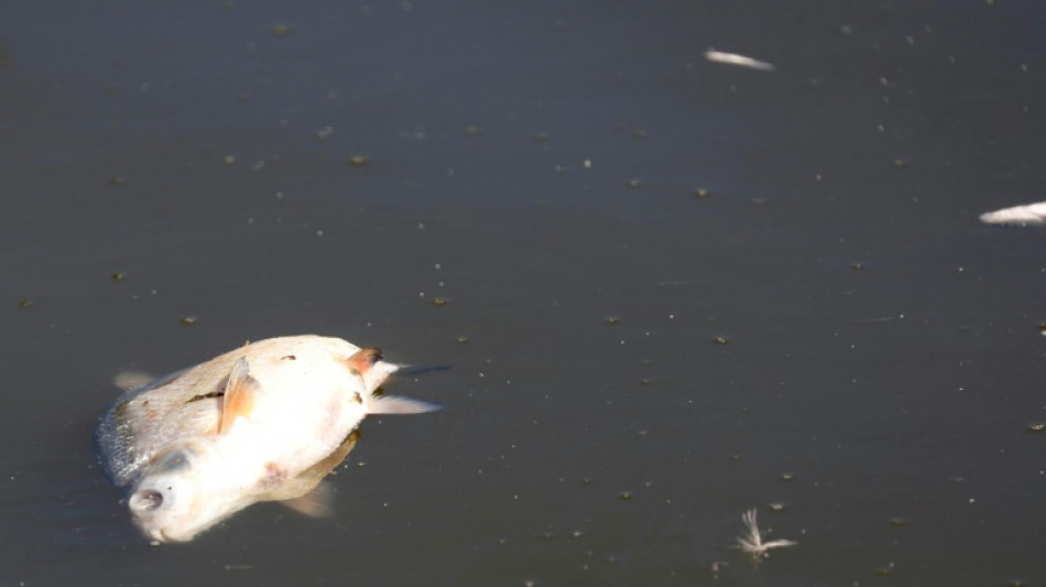 Bundesumweltministerin fürchtet Dauerschäden nach Fischsterben in Oder