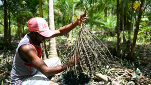 'Boom' do açaí, uma ameaça para a Amazônia