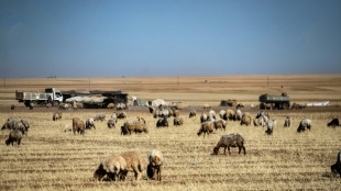 Syria's climate-scorched wheat fields feed animals, not people