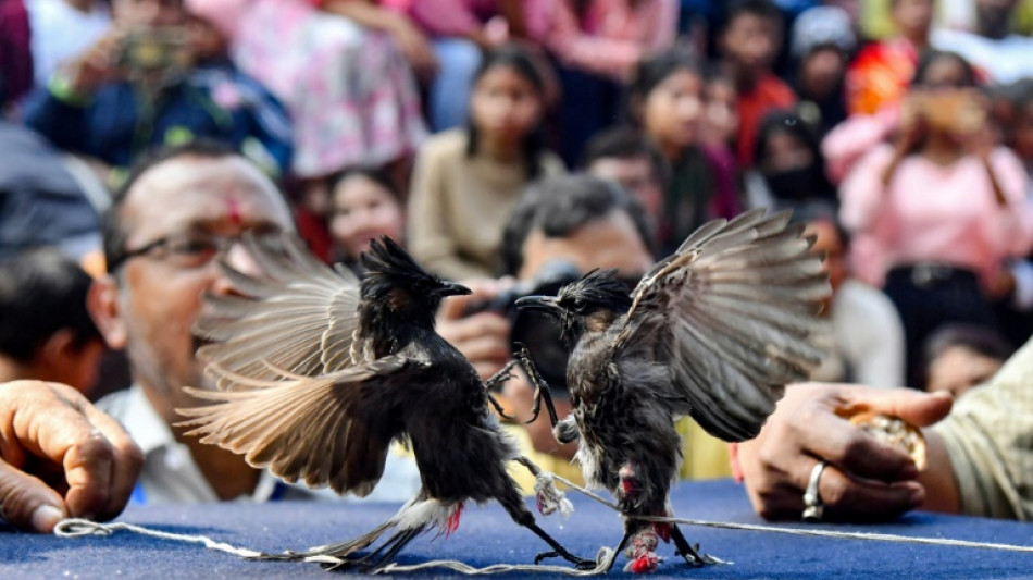 Indian songbird fights return after cruelty ban overturned