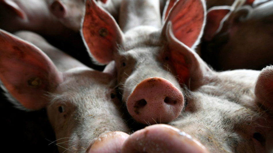 Landwirtschaft: Gewinne nach starken Steigerungen wieder zurückgegangen