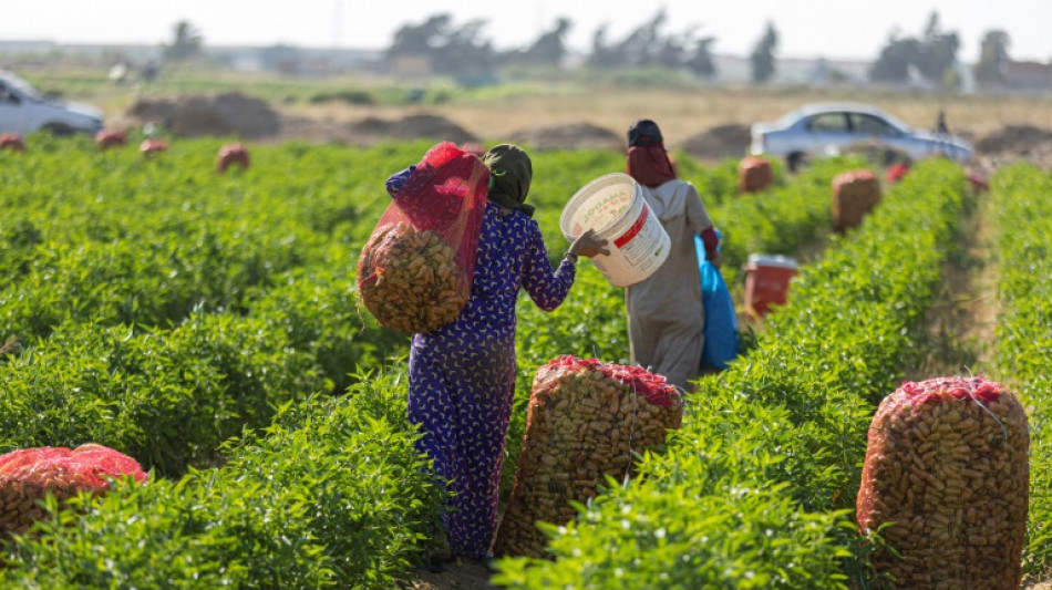 Egypt's small farms play big role but struggle to survive