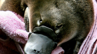 Man charged after taking platypus on train ride, shopping trip