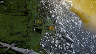 Sacan 100 toneladas de peces muertos en río entre Polonia y Alemania