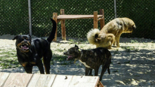 Running wild: stray dogs threaten rare Balkan lynx