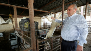 Palestinian farmers sound alarm over foot-and-mouth outbreak