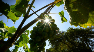 Viticultores franceses cambian de cepa para salvar el vino ante calentamiento global