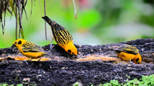 Equateur : une réserve naturelle menacée au coeur d'une bataille