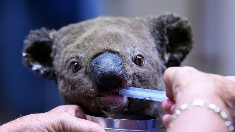 Vida silvestre australiana está en retroceso, según "impactante" informe