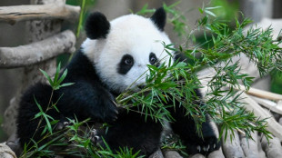 Hallazgo de fósiles resuelve el misterio de cómo los pandas se hicieron vegetarianos