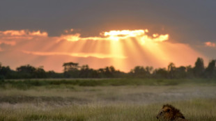 One of world's oldest lions killed by herders in Kenya