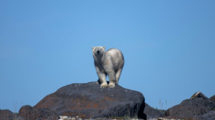 Receding ice leaves Canada's polar bears at rising risk