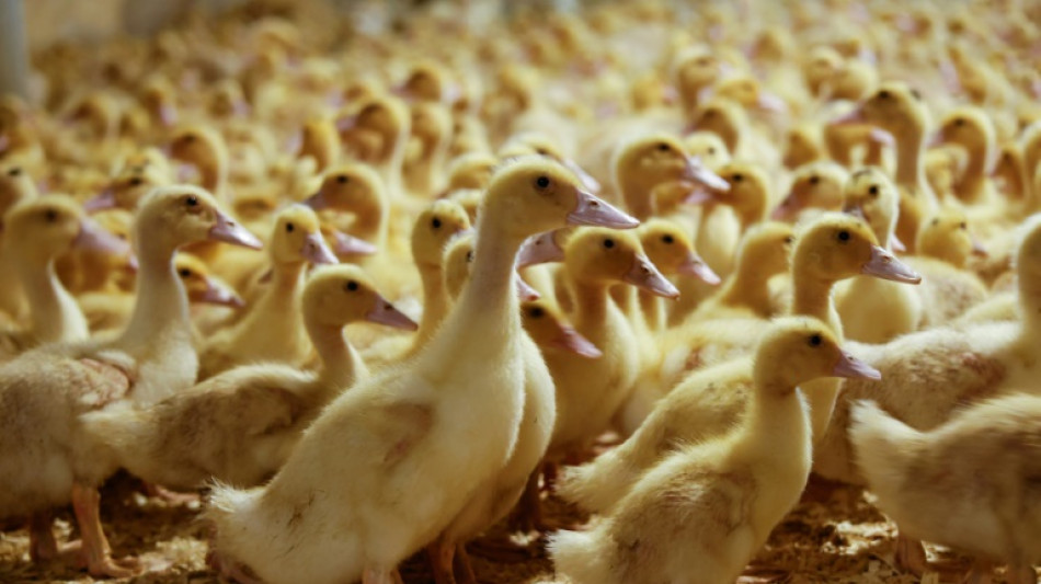 New York state vs New York City: the war over foie gras 