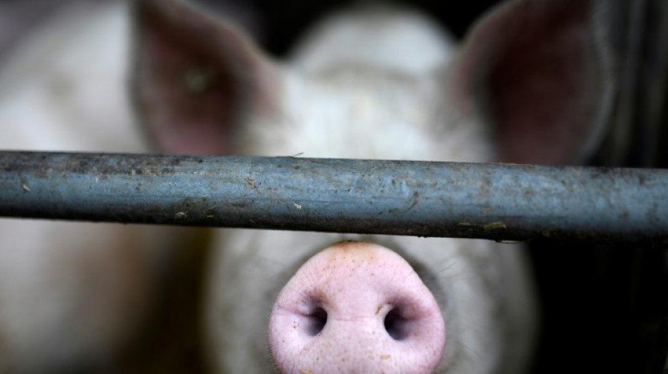 Bauernverband: Geld im Bundeshaushalt für Umbau der Tierhaltung reicht nicht