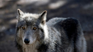 Nouveau plan loup: le gouvernement abat ses cartes lundi