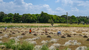 Philippine court blocks GMO 'golden rice' production over safety fears