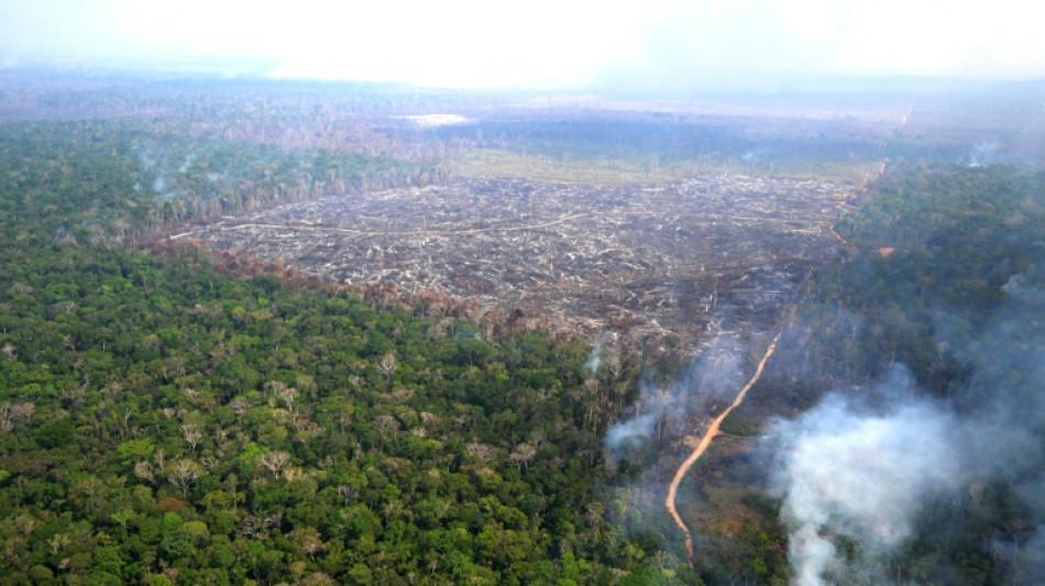 Agriculture intensive et déforestation mènent la planète au "bord du précipice", selon l'ONU