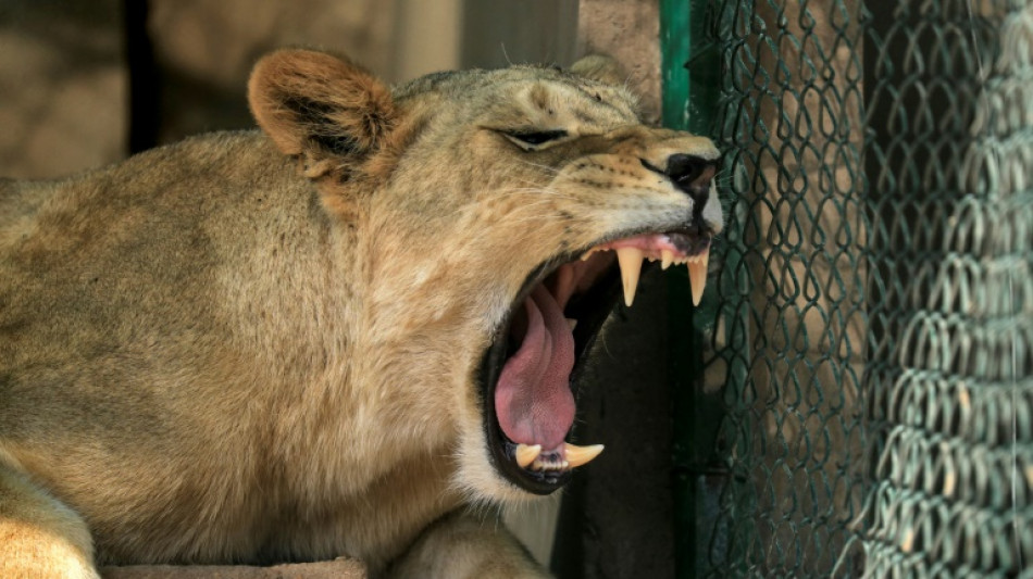 Au Soudan en guerre, opération sauvetage pour 15 lions