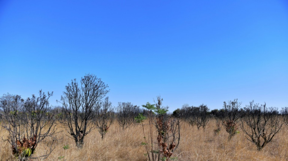 Le Zimbabwe redistribue des terres abandonnées par les fermiers noirs