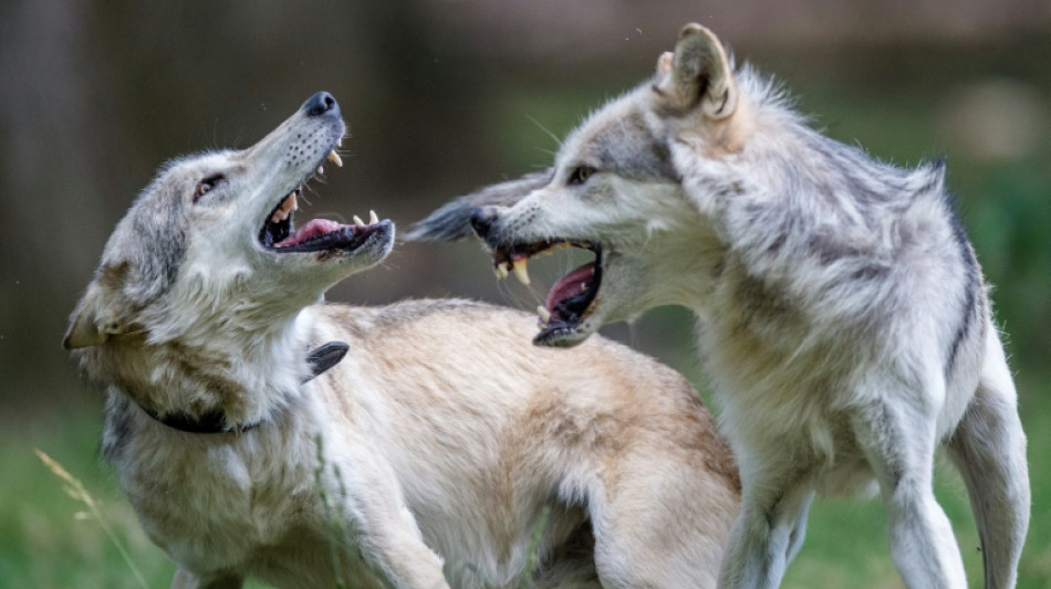 Austrian regions allow controversial wolf hunting