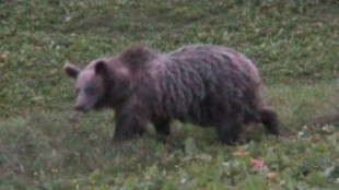 Esemplare di orso nel Trentino Orientale dopo 2 anni di assenza