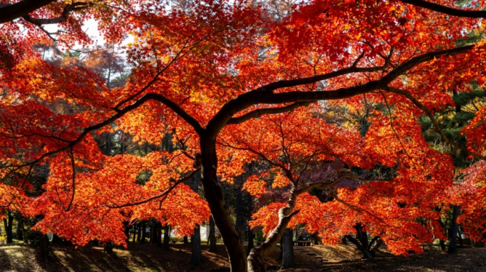 Japan meldet wärmsten Herbst seit Beginn der Aufzeichnungen vor 126 Jahren